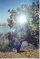 A scenic view of a tree by a river